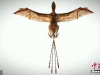 科学家发现1.63亿年前新型恐龙 有蝙蝠翅膀和绒毛