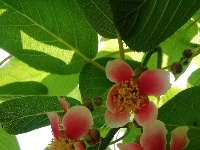 稀奇！恩施发现红花猕猴桃