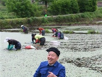 利川乡土“网红”带火电商