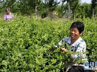 河北巨鹿：金银花种植助力农户脱贫