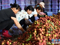 荔枝熟了
