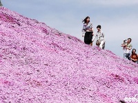 北海道芝樱盛放 超梦幻花海织就粉紫色地毯