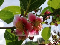 稀奇！恩施发现红花猕猴桃