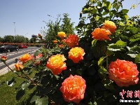 月季花开扮靓京城