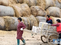 “蘑菇”夫妻：脱贫之后奔致富