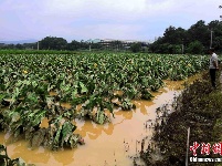 福建多地现强降雨 转移危险区域民众五千余人次