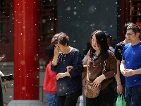 哈尔滨百年古寺柳絮飘 簌簌落如雪