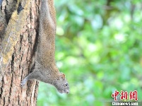 杭州西湖边松鼠享用游客投食 吃相憨态可掬