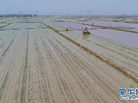 河北乐亭：初夏时节插秧忙