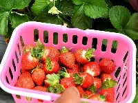 西藏林芝：川藏公路旁的“甜蜜”产业