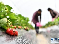 西藏林芝：川藏公路旁的“甜蜜”产业