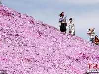 北海道芝樱盛放 游客徜徉梦幻花海