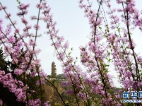 延安：黄土高原上的红色旅游名片