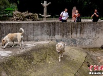 武汉一动物园“狗狼同笼”和谐相处