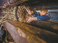 一缕油香穿越450年