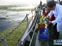 黄海海域浒苔分布面积超过5万平方公里