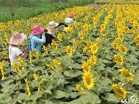 山东聊城：百亩油葵花期至