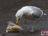 英国一高智商海鸥巧剥塑料包装 成功吃到面包