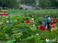 罕见！武汉一公园现5株并蒂莲