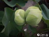 罕见！武汉一公园现5株并蒂莲