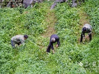 荆楚网再访“绝壁愚公”