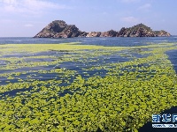 黄海海域浒苔分布面积超过5万平方公里