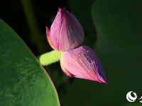 罕见！武汉一公园现5株并蒂莲