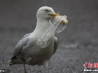 英国一高智商海鸥巧剥塑料包装 成功吃到面包