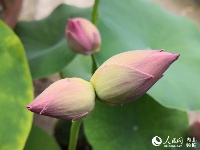 罕见！武汉一公园现5株并蒂莲