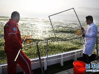 黄海海域浒苔分布面积超过5万平方公里