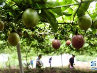 广西隆林：“蕉果”种植助力库区移民脱贫
