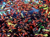 十堰“巨无霸”大锅一次做400斤小龙虾