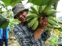 广西隆林：“蕉果”种植助力库区移民脱贫