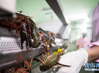 从尼罗河畔到中国餐桌——一只“洋”小龙虾的36小时旅程