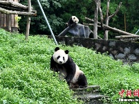 海归大熊猫母子“白云”“小礼物”健康状况良好