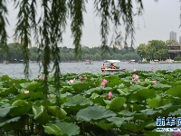 济南大明湖荷花美