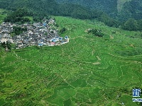 仲夏梯田景如画