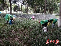 快去“打卡”！2万平方米麦冬花海藏身汉口闹市区