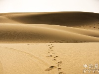 【新疆是个好地方】满地金黄！在中国最大沙漠里来一场邂逅