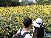 上海：暂别阴雨 游人赏花