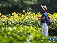 上海：暂别阴雨 游人赏花