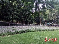 快去“打卡”！2万平方米麦冬花海藏身汉口闹市区