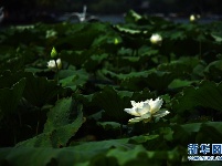 济南大明湖荷花美