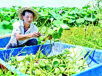 烈日下的采莲人