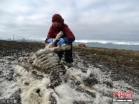 北极地区约200头驯鹿饥饿而死 