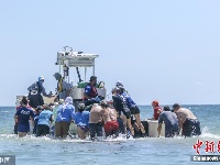 领航鲸在美国佛州搁浅 众人齐力助其重归大海