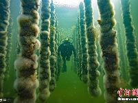 水产养殖者下水采贝 如置身奇幻水中丛林