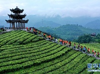 湖北恩施：山区茶园引游客