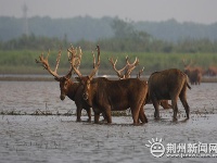 石首麋鹿自然保护区上演鹿王争霸战