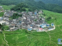 仲夏梯田景如画